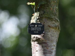 Drzewa i krzewy pod kontrolą – trwa inwentaryzacja warszawskiej zieleni